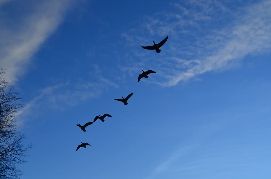 geese, flock, flight, sky, blue, animals, background, flying HD wallpaper
