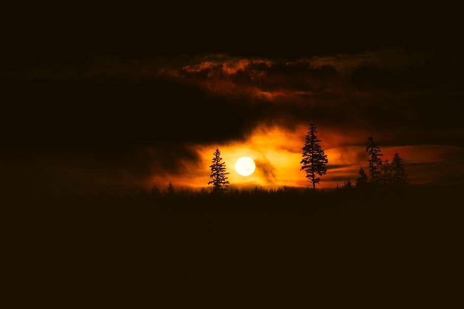 silhouette of trees during golden hour, sunset, photography HD wallpaper