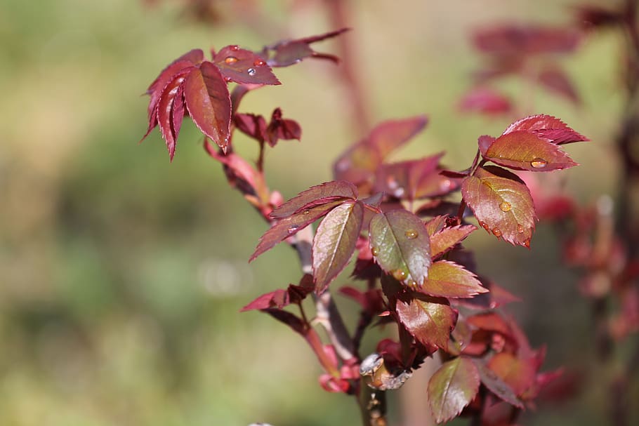 leaf, nature, outdoors, flora, plant part, beauty in nature HD wallpaper