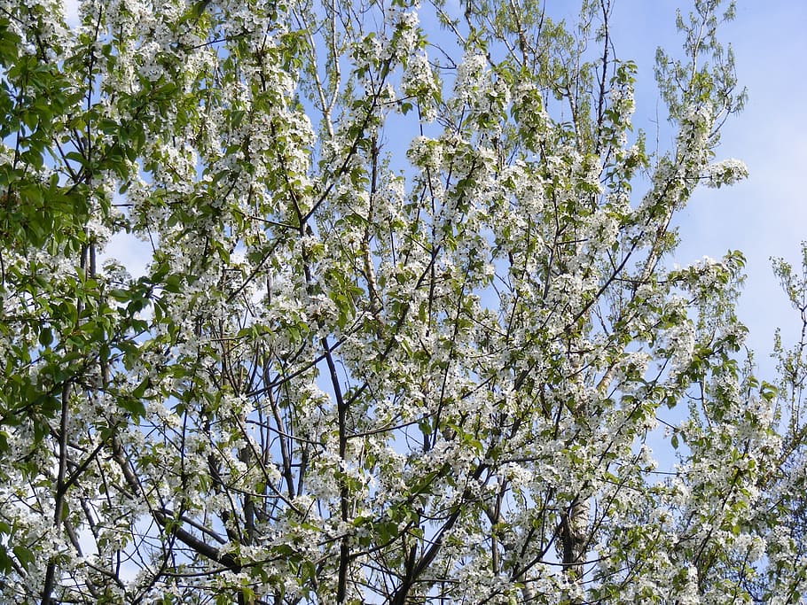 white, cherry, blossoms, blooms, tree, branches, flowering