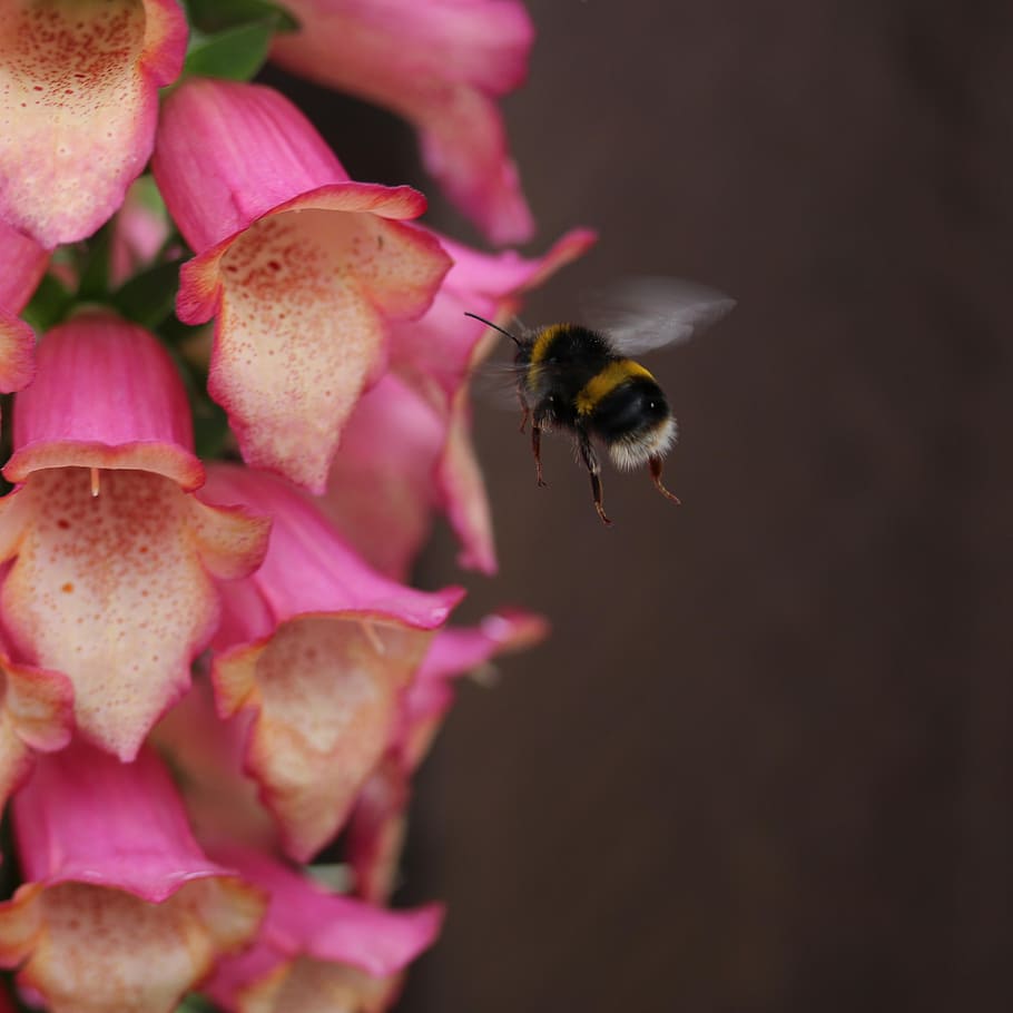 bee, buzz, fly, bumble, flower, pollen, animal themes, invertebrate HD wallpaper