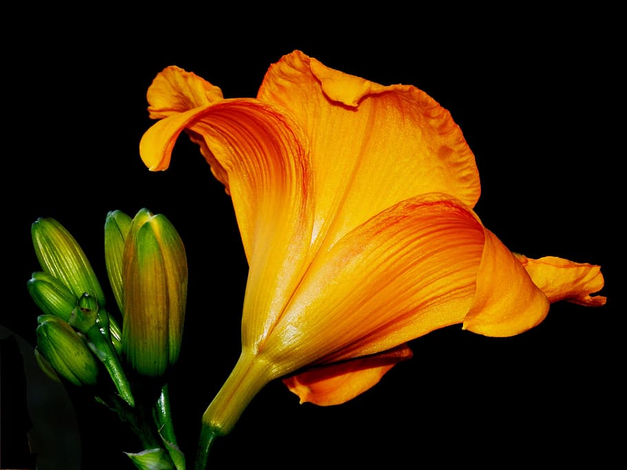 lily, nature, flower, buds, green, fragility, bloom, flora HD wallpaper