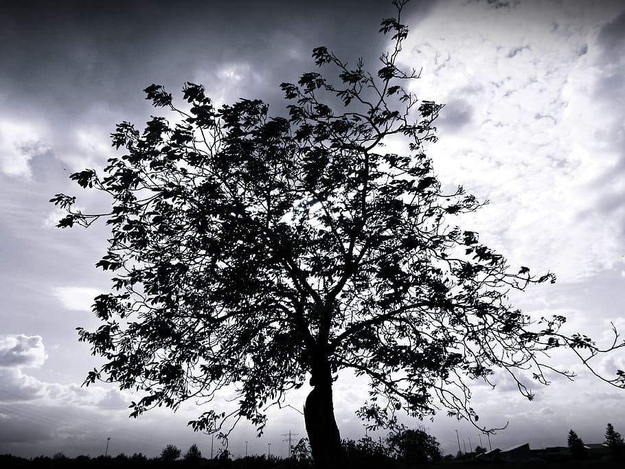 Tree, Nature, silhouette, sky, outdoors, landscape, back Lit HD wallpaper
