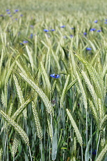 rye, rye field, cereals, grain, food, cornfield, arable, plant HD wallpaper