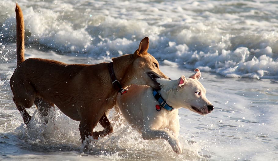 dogs, play, fun, romp, sea, ocean, wave, wet, movement, pets HD wallpaper