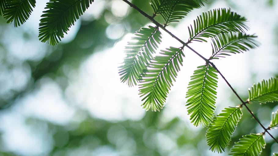 backlighting, green, leaf, tree, blade, natural, plant, plant part HD wallpaper