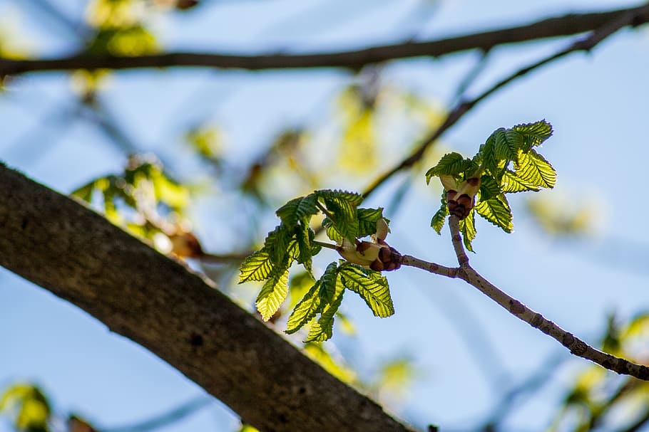 nature, leaves, tree, macro, close, green, leaf, plant, of course HD wallpaper
