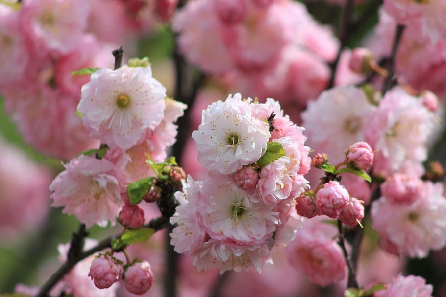 flower, tree, blossom, blooming, floral, pink, nature, flowering plant HD wallpaper