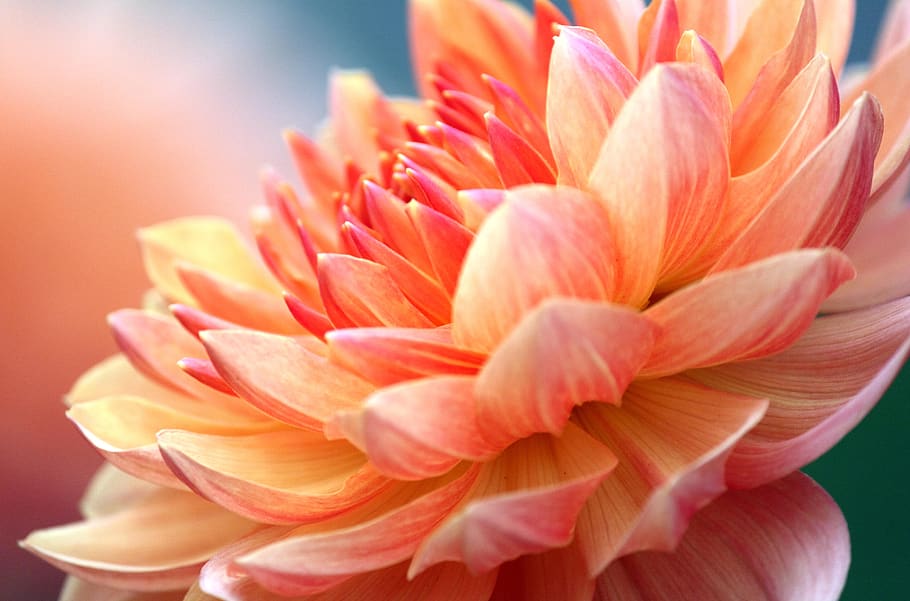 flower, floral, soft, beautiful, beauty in nature, flowering plant HD wallpaper