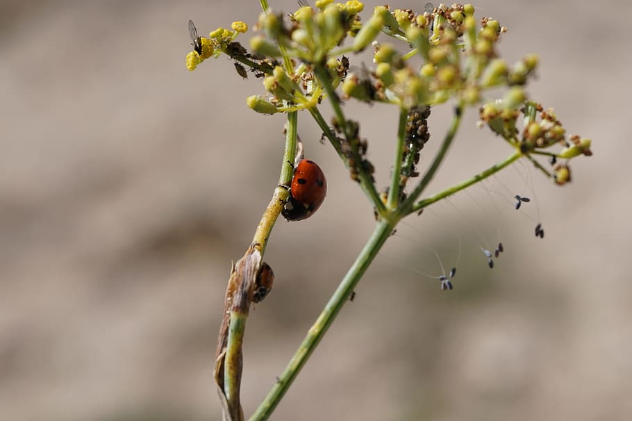 ladybug, nature, insects, animal themes, invertebrate, plant HD wallpaper