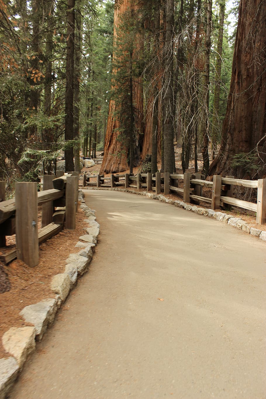 trail, forest, sequoia, national park, general sherman, post and rail