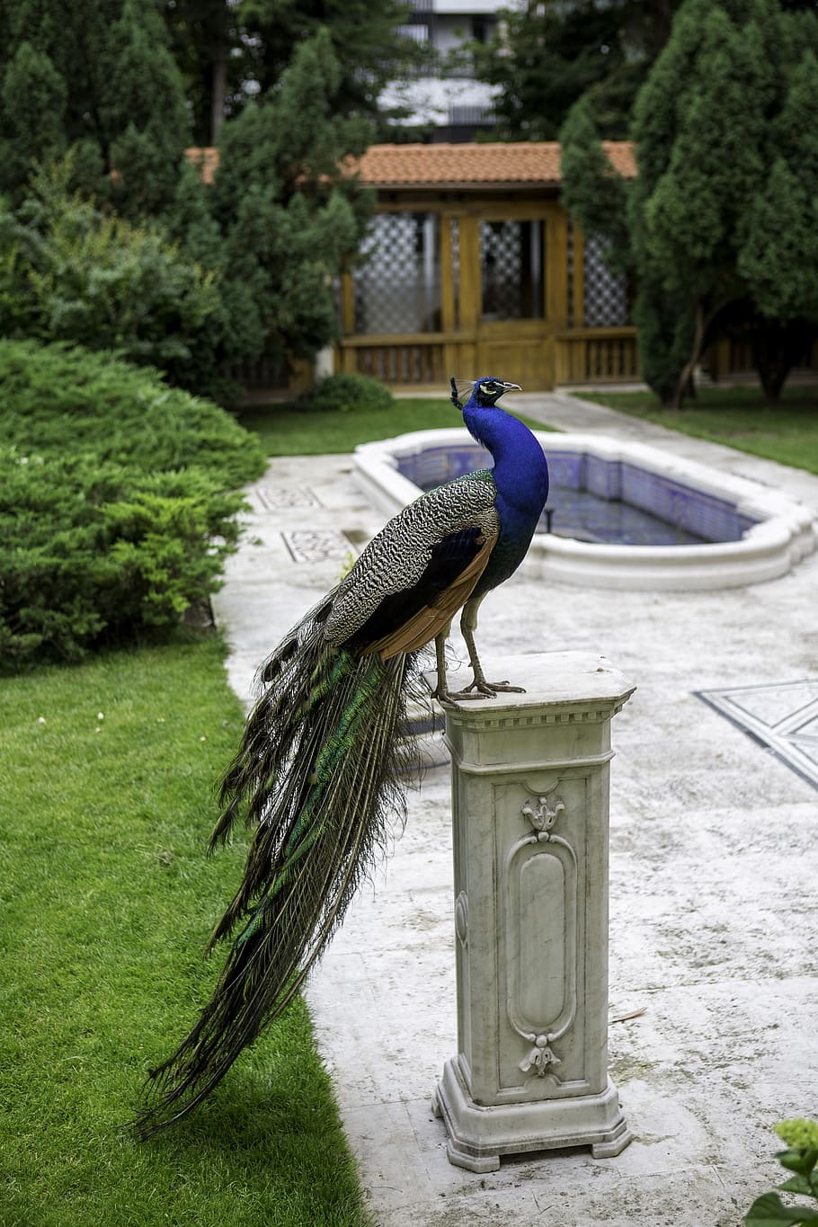 Peacock, Marble, Pedestal, Garden, marble pedestal, one animal