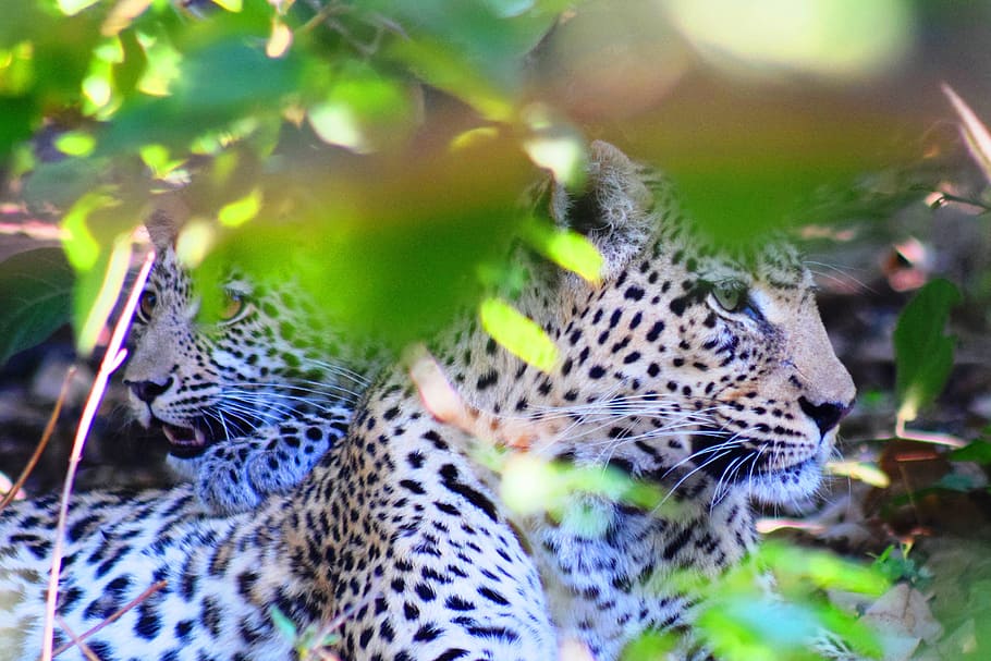 leopard, cub, botswana, safari, mother and baby, bush, leaves HD wallpaper