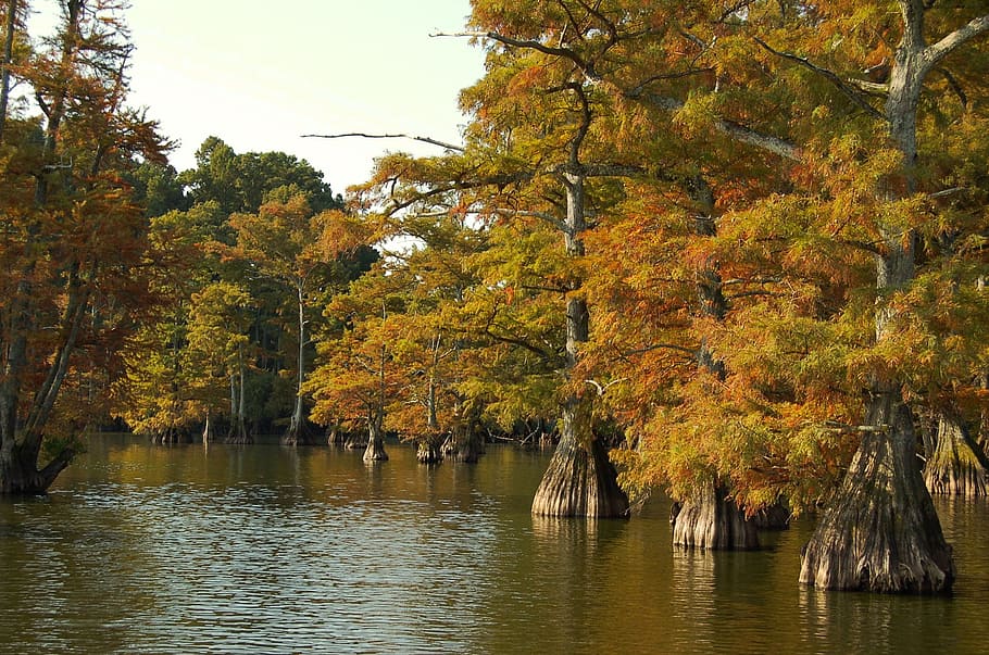 fall, nature, tree, leaf, wood, season, tennessee, orange, autumn HD wallpaper