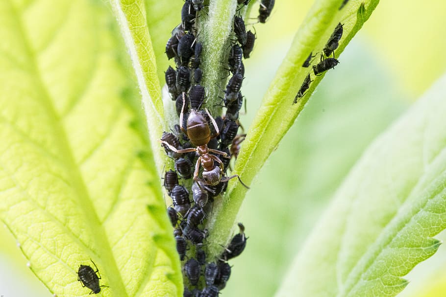 aphids, ant, lice, insect, macro, insect infestation, macro photography, HD wallpaper