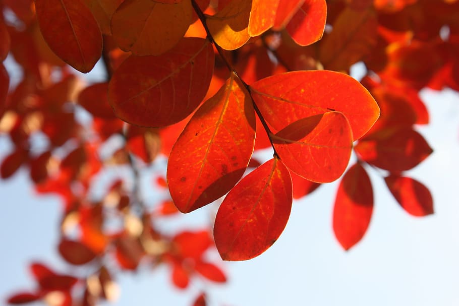 selective focus photo of red leaf, leaves, autumn, tree, plant part HD wallpaper