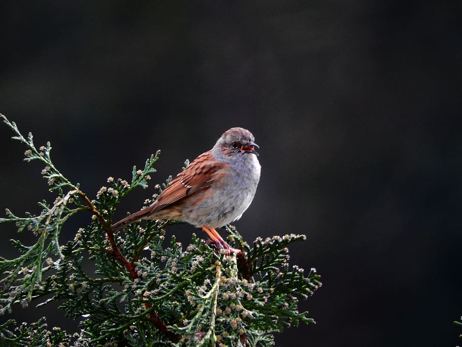 dunnock, bird, nature, animal world, tree, songbird, sing, little bird, HD wallpaper