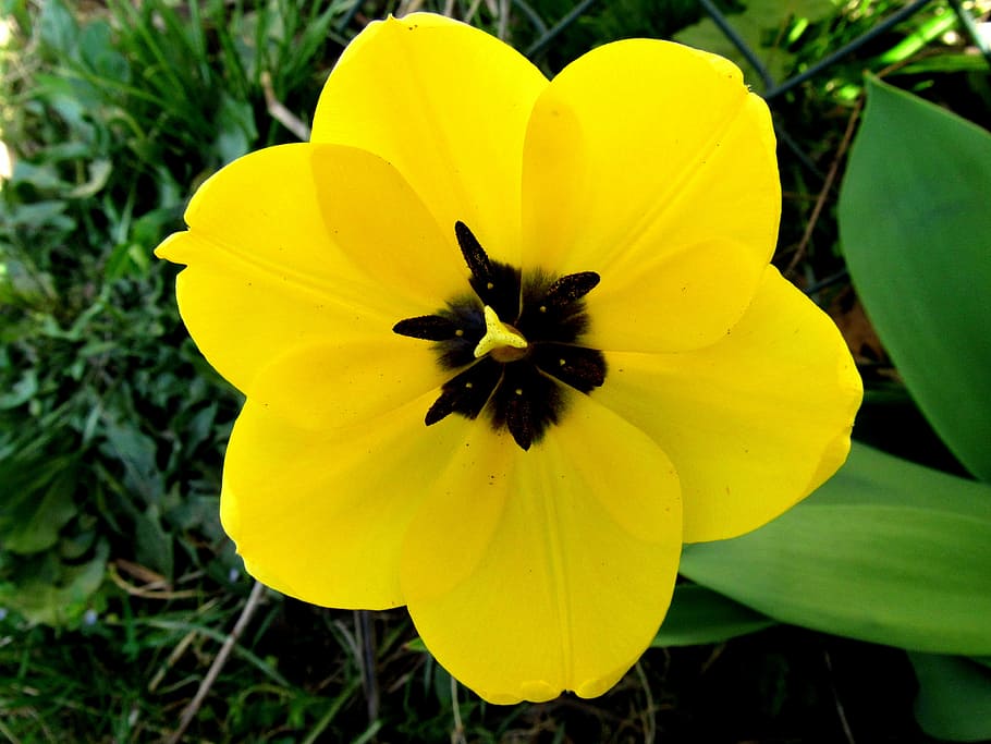 yellow tumor, open tulip, blossomed, flowers, open flower, nature, HD wallpaper