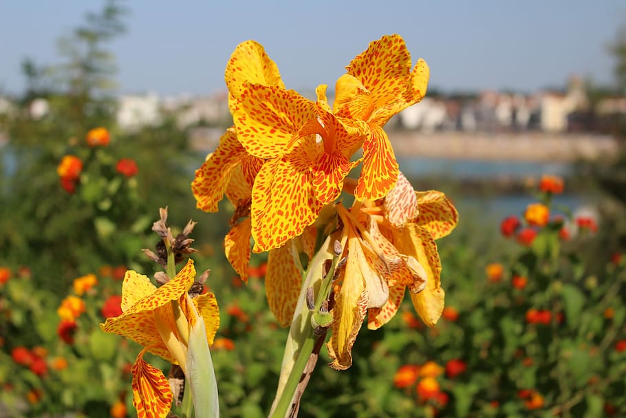 Flower, Iris, Blossom, Bloom, focus on foreground, yellow, plant HD wallpaper
