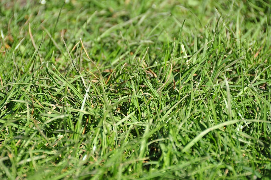 Meadow, Grasses, Nature, green color, field, growth, full frame HD wallpaper