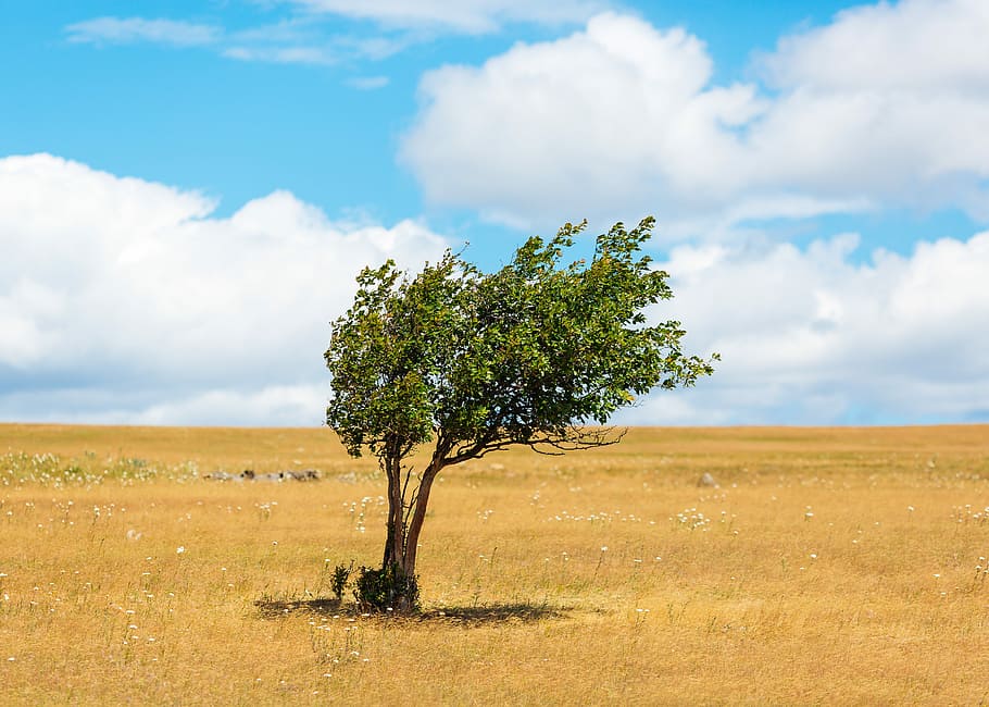 green leafed tree surrounded with grass, green tree under cloudy sky during daytime HD wallpaper