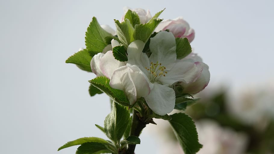 nature, leaf, flower, apple, queen of the pippin, plant, freshness HD wallpaper