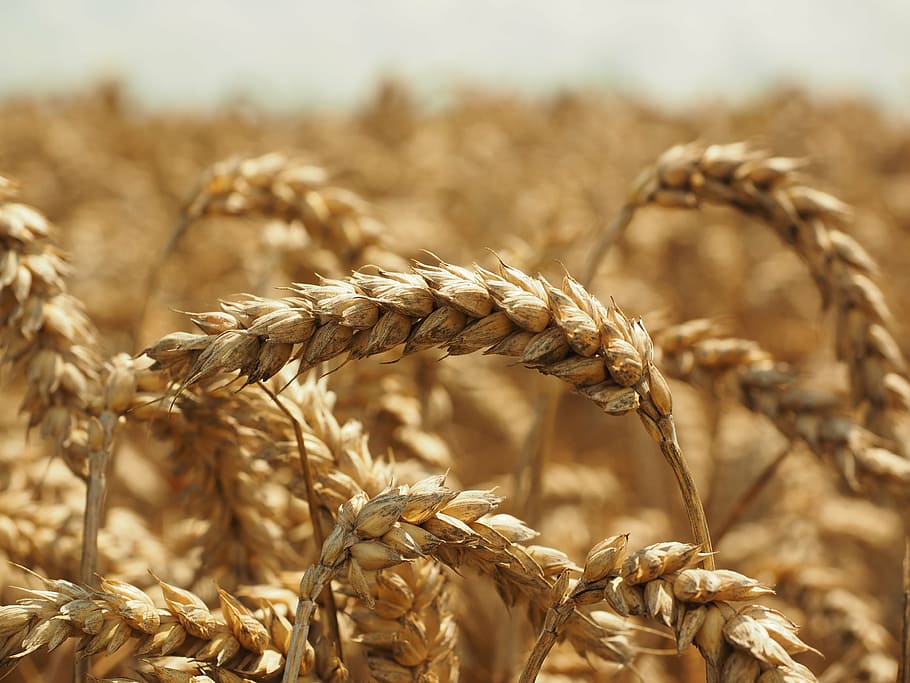 wheat, spike, cereals, grain, field, wheat field, cornfield HD wallpaper