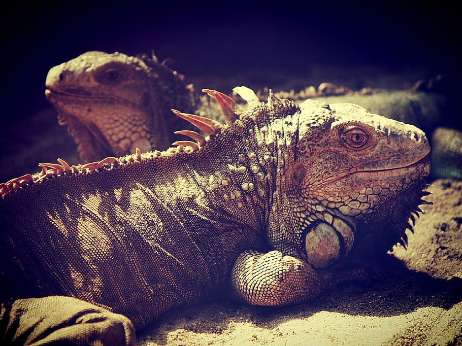 iguana, lizard, dragon, head, animal, side view, profile, closeup
