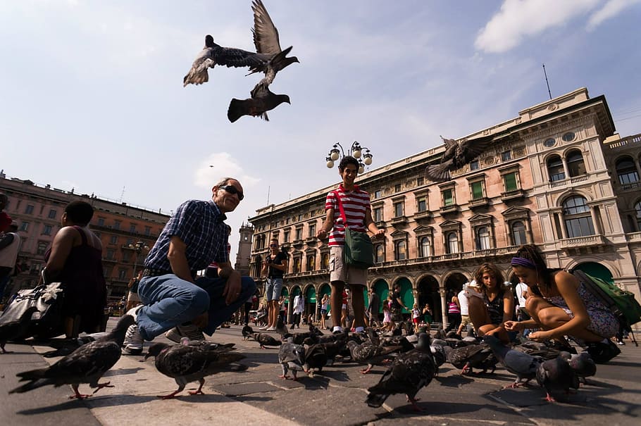 Pigeons, Marketplace, Milan, Birds, feather, wing, luck, feed, HD wallpaper
