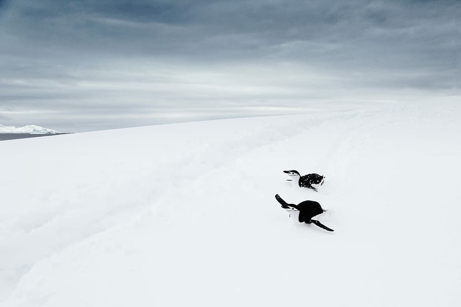 penguin on snow, two penguins on snow near, bird, ice, cloud HD wallpaper