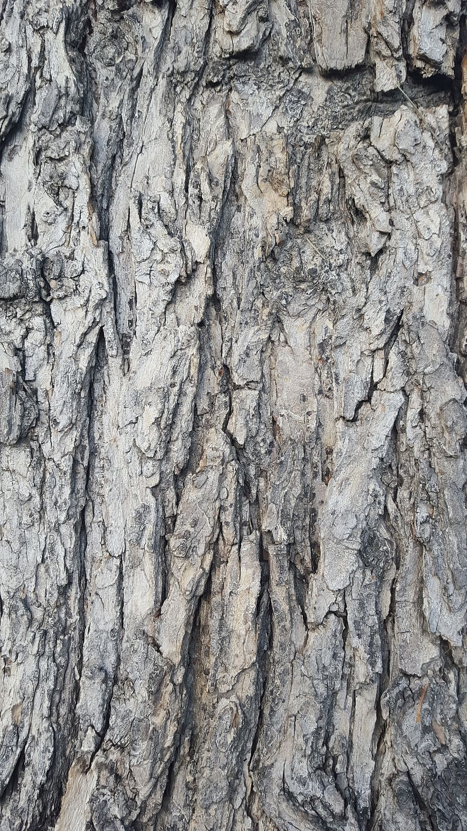 bark, tree, texture, wood, brown, rough, weathered, backgrounds HD wallpaper