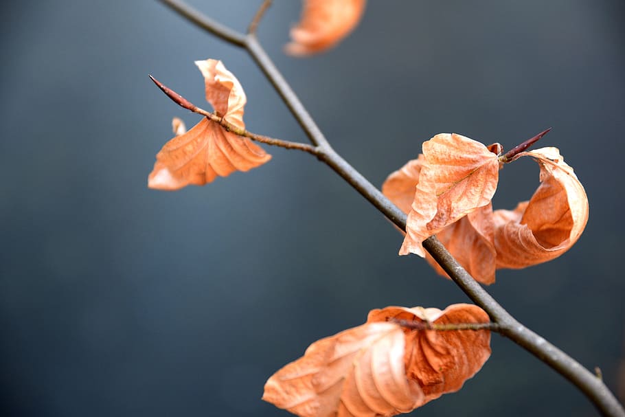 nature, sheet, outdoor, plant, close-up, flower, vulnerability HD wallpaper