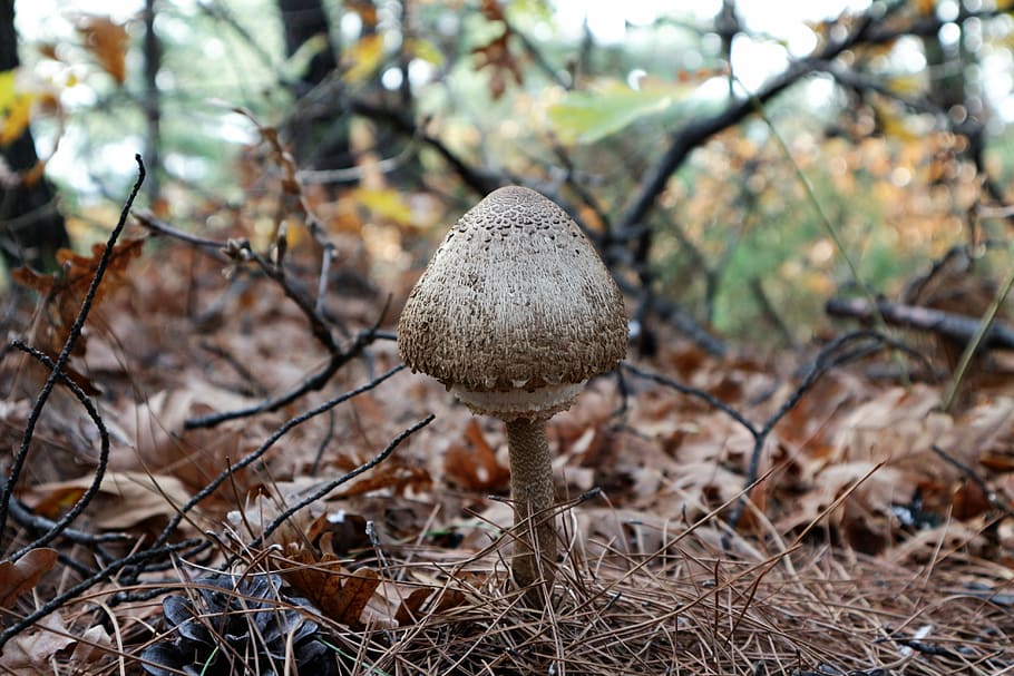 Forest, Mushroom, Nature, forest mushroom, focus on foreground HD wallpaper
