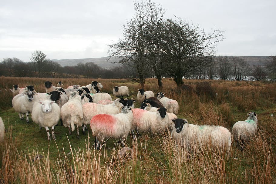 sheep, ireland, donegal, farm, animal, lamb, livestock, wool, HD wallpaper