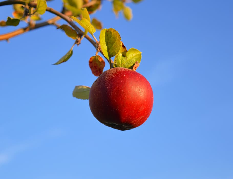 unpicked ripe apple, red, red apple, fruit, branch, vitamins HD wallpaper