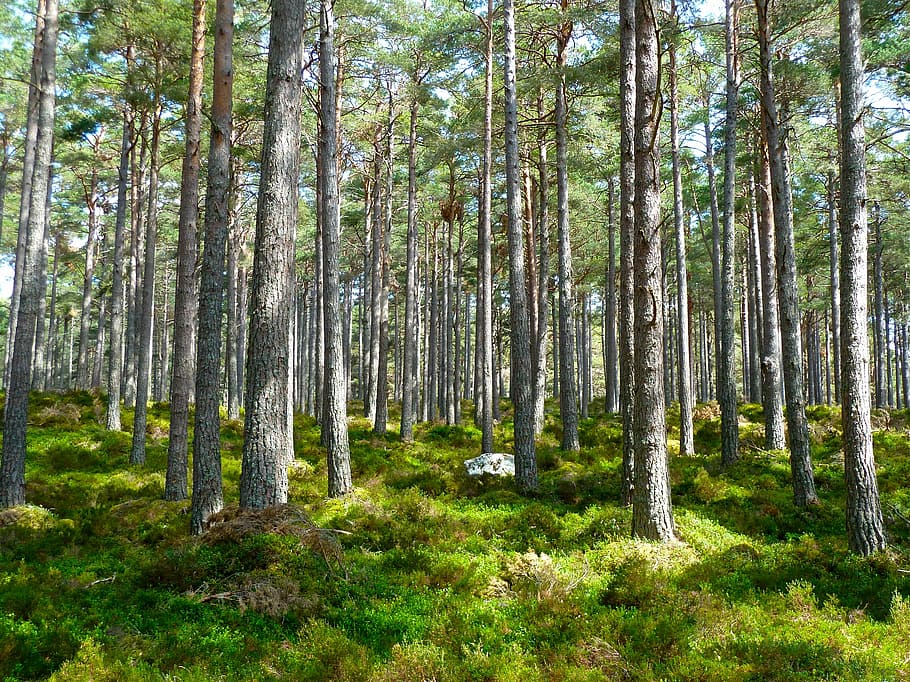 photography of green trees during daytime, forest, ecology HD wallpaper