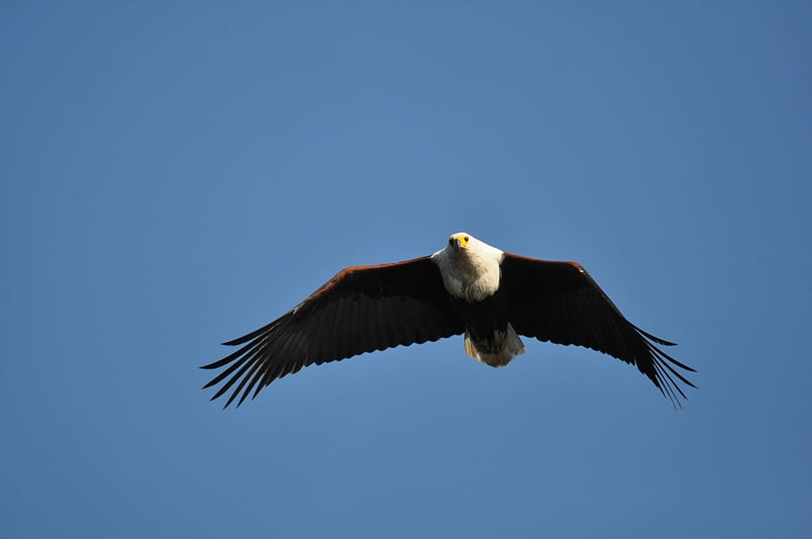 bald eagle on sky, bird, raptor, wildlife, flight, nature, dom HD wallpaper