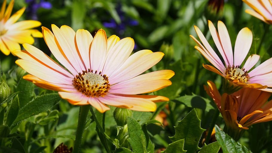 flower, blooms, spring, nature, plant, macro, yellow flowers HD wallpaper