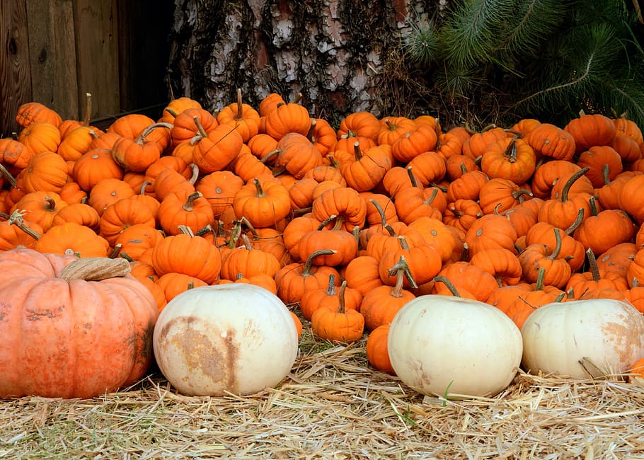 bunch of pumpkin, pumpkins on ground beside tree, fall, autumn