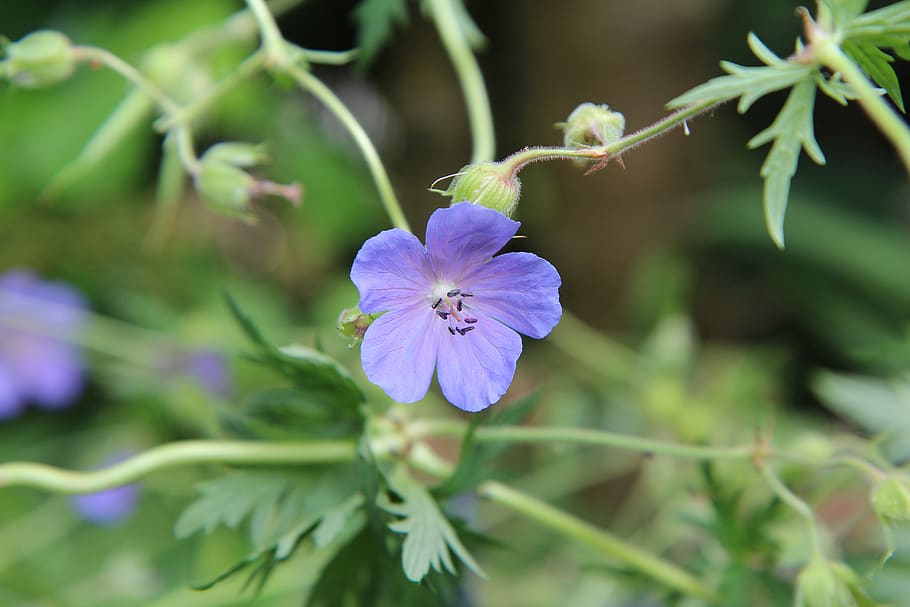 geranium wild, purple flower, wild flowers, flowering, flowering plant, HD wallpaper