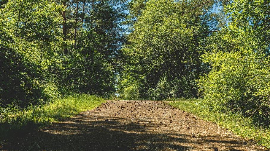 nature, forest, trees, grass, environment, idyllic, park, pathway HD wallpaper