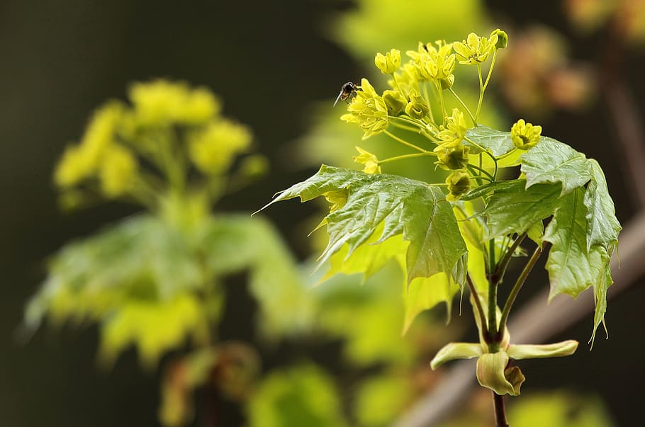 maple, flower, insect, leaf, plant, growth, beauty in nature HD wallpaper