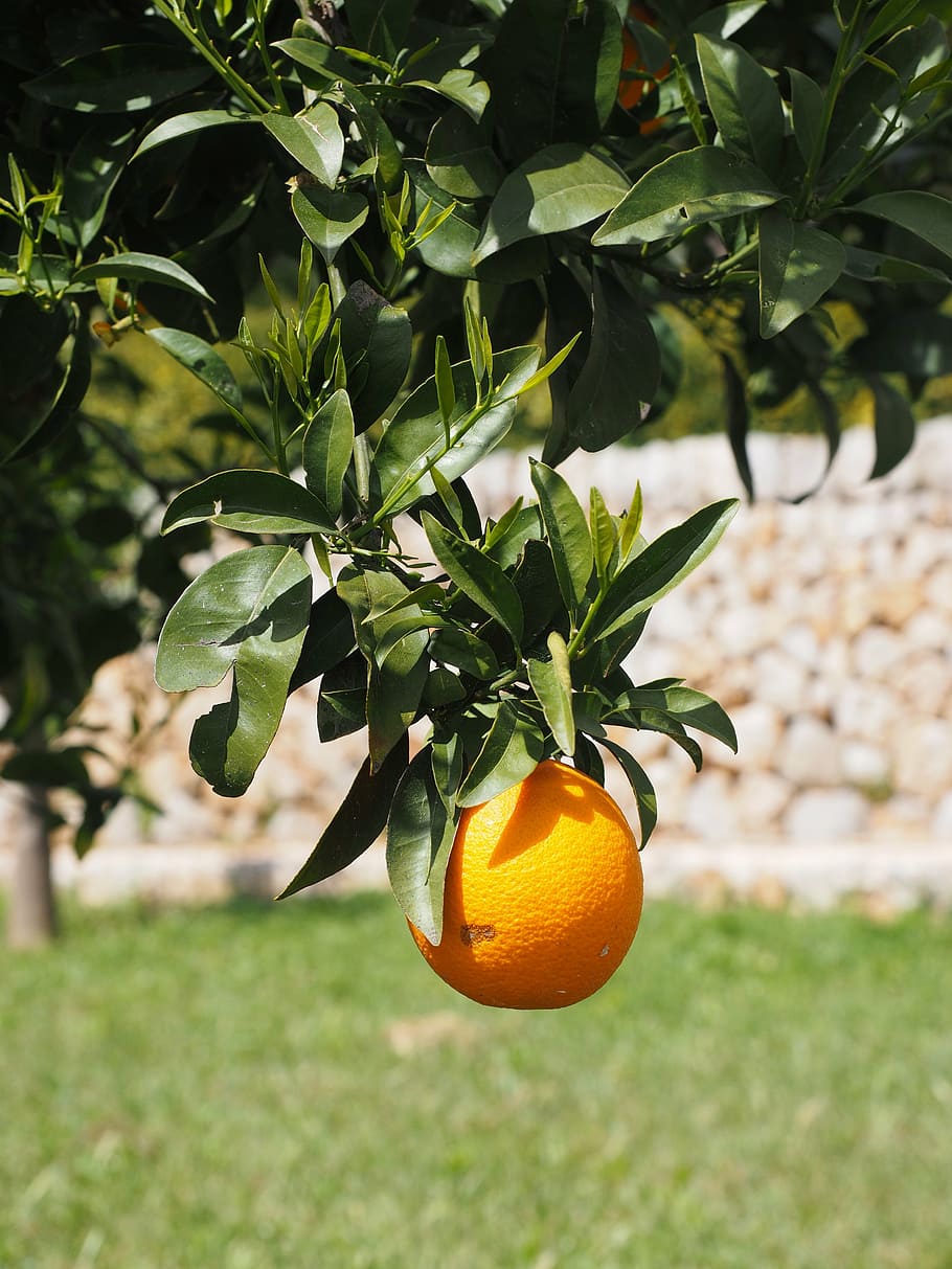 orange, fruit, orange tree, citrus fruit, periwinkle, diamond green HD wallpaper
