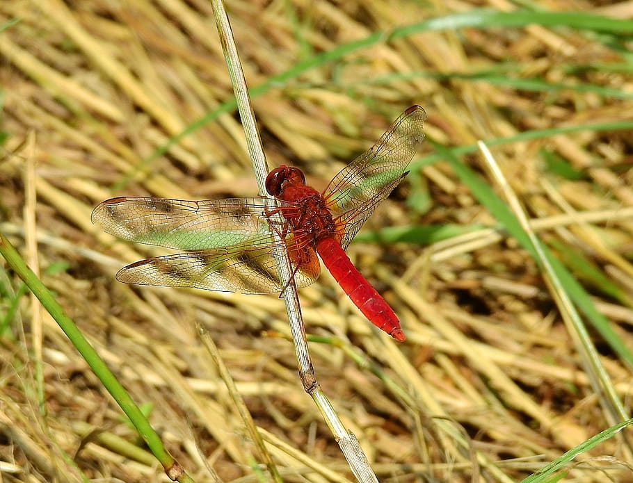 dragonfly red, insect, nature, animals in the wild, animal themes HD wallpaper