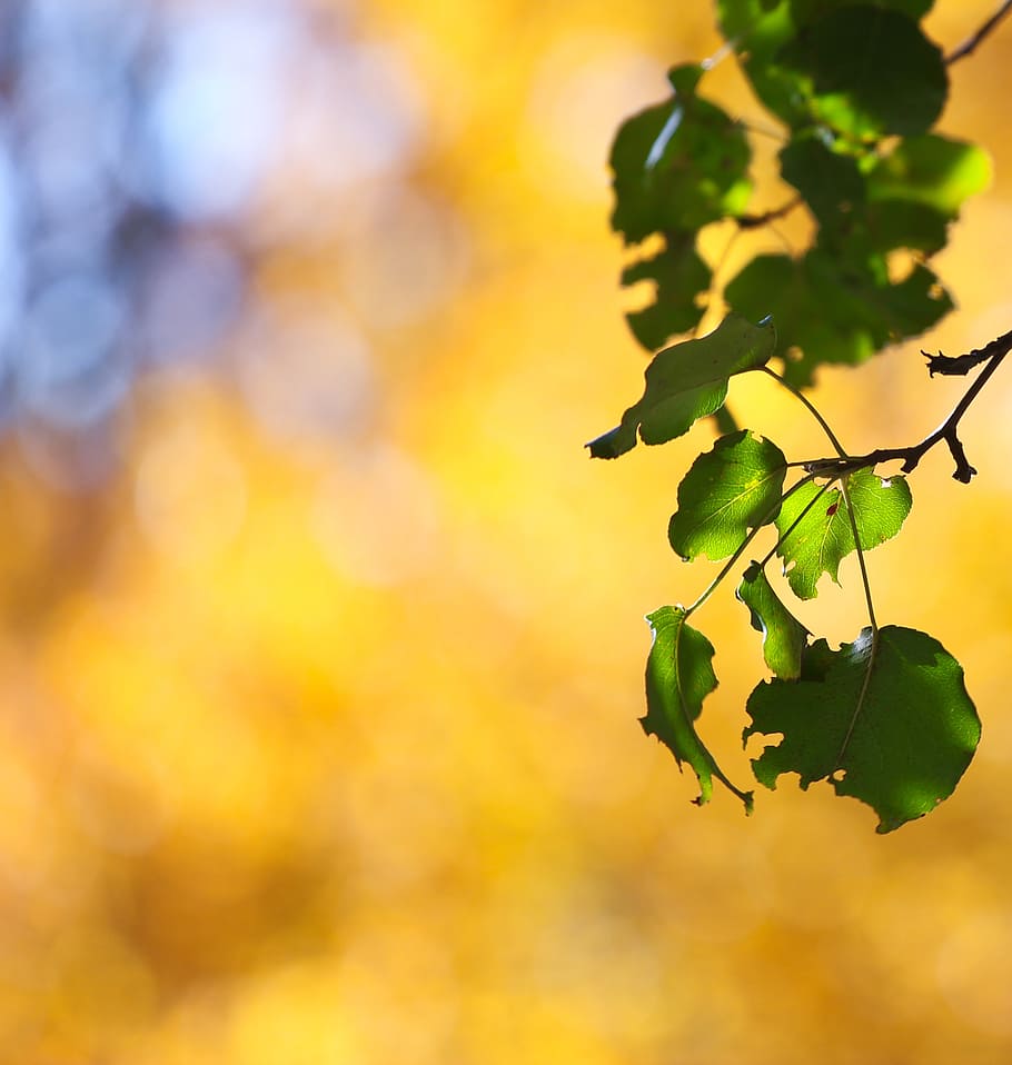autumn, fall, leaves, pear tree, sunny, gold, green, growth HD wallpaper