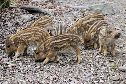 brown piglets, launchy, boar, animal world, zoo, wild, young animal HD wallpaper