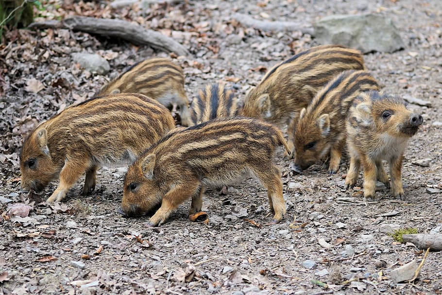 brown piglets, launchy, boar, animal world, zoo, wild, young animal HD wallpaper