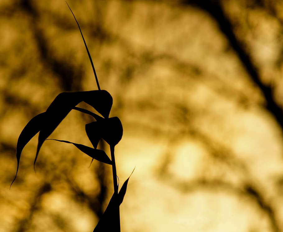 abendstimmung, sunset, background image, orange, focus on foreground HD wallpaper