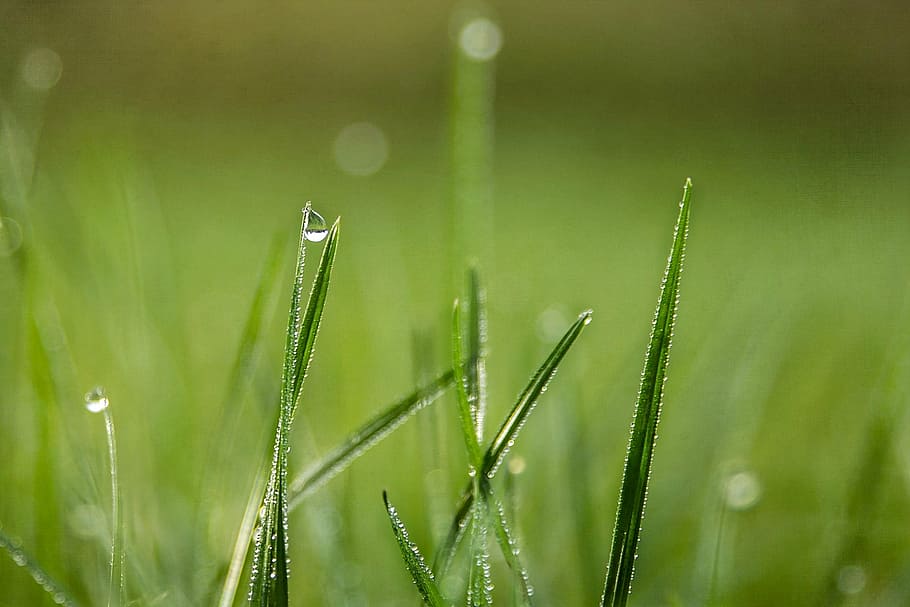 grass, drops, dew, nature, green, water, wet, freshness, lawn HD wallpaper