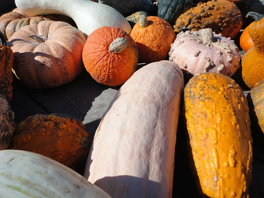 pumpkin, vegetables, autumn, food, food and drink, freshness HD wallpaper